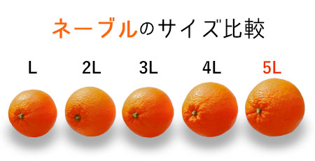 ネーブルオレンジ大きさ比較